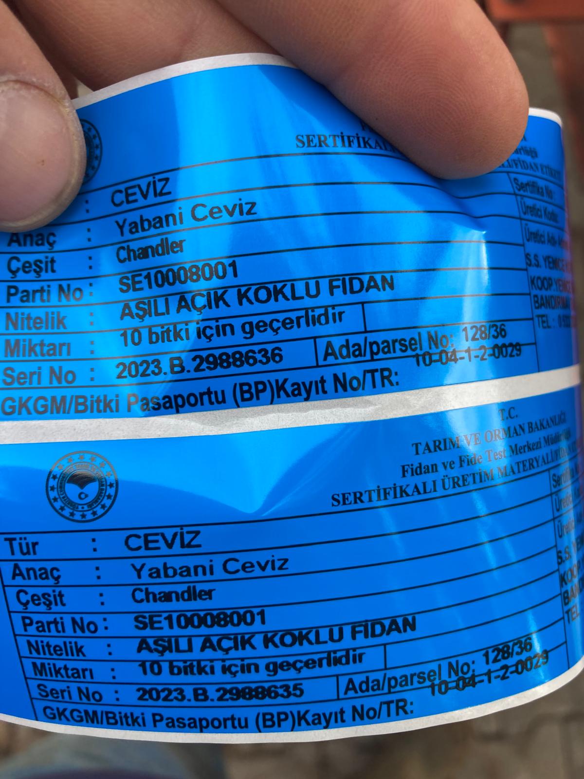 Sahil yenice fidancılık sertifika 2
